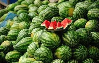 吃瓜苏州,一场别开生面的“吃瓜”之旅