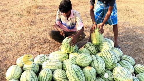 吃男人的瓜,揭秘那些令人惊愕的“吃男人”传闻