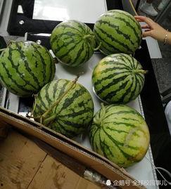 全班吃班里的瓜,全班共品校园瓜趣