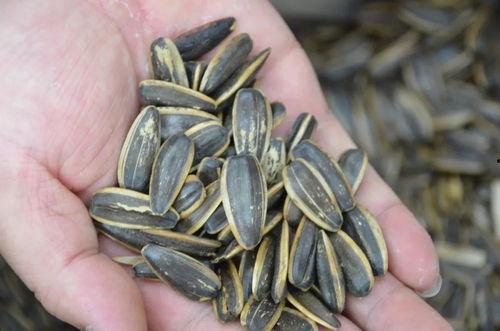 吃瓜专用图瓜子,品味人生百态——吃瓜专用图瓜子之旅