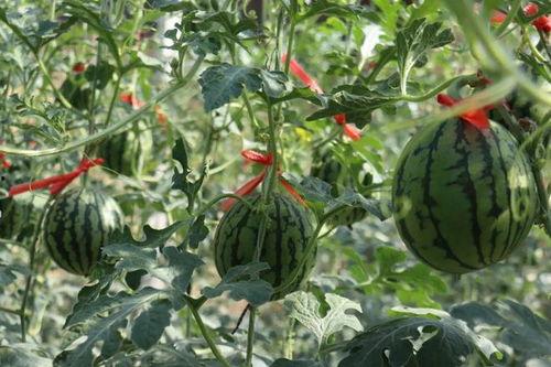 来济南吃瓜,来济南吃瓜,尽享清凉美味