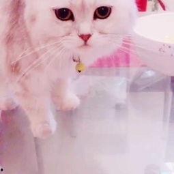 猫 吃 哈密瓜,揭秘哈密瓜的诱惑力