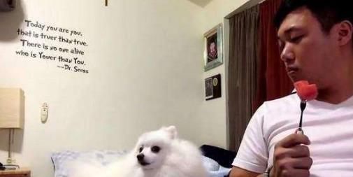 吃瓜小博美,揭秘宠物界的“网红”生活