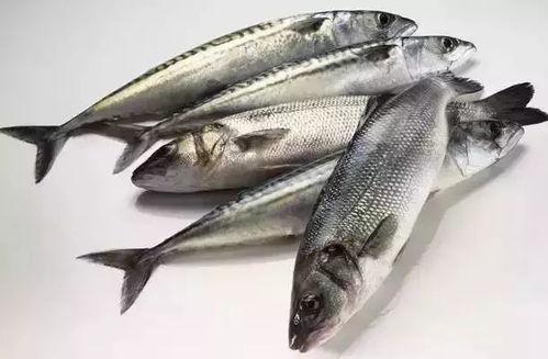 吃瓜里瓜气的金枪鱼,揭秘海洋中的“美食侦探”