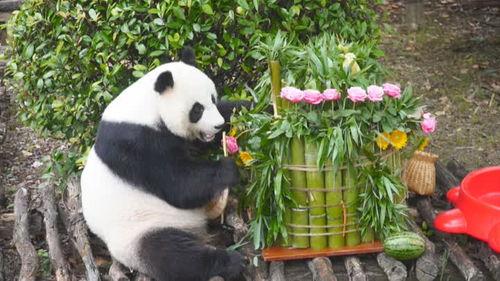 熊猫吃瓜名场面