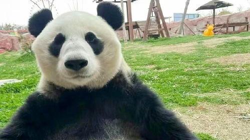 熊猫吃瓜名场面