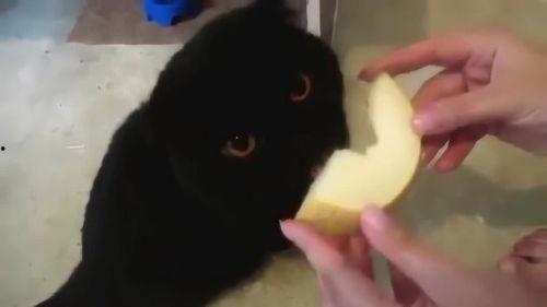 猫 吃 哈密瓜,揭秘哈密瓜的诱惑力