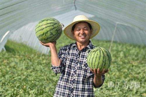 口令吃瓜网,网络舆论场中的“瓜田”奇观