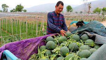 揭阳小雪吃瓜群众,吃瓜群众的趣味生活