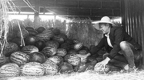 白河吃瓜群众事件